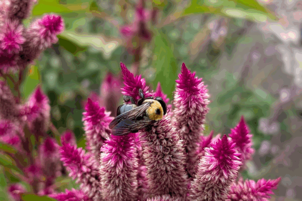 Honey Bee on a flower
